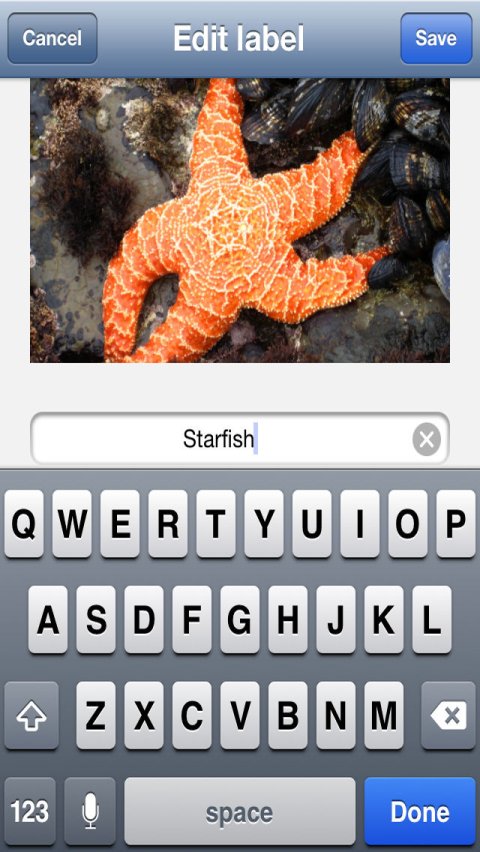 A Photo of a Starfish with a texting keyboard below it.
